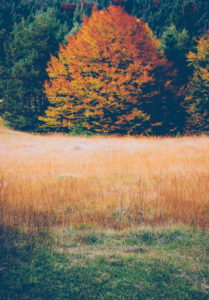 Meadow, grasses, forest, autumn, colourful Meadow, grasses, forest, autumn, colourful